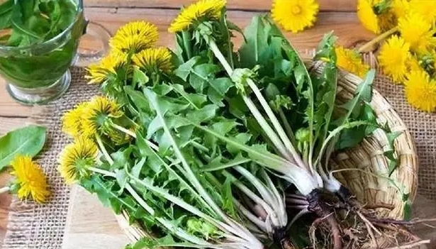 Ce schimbări vedeți în corpul vostru când beți păpădie în fiecare zi? Este adevărat extrasul de păpădie pentru anti -cancer?