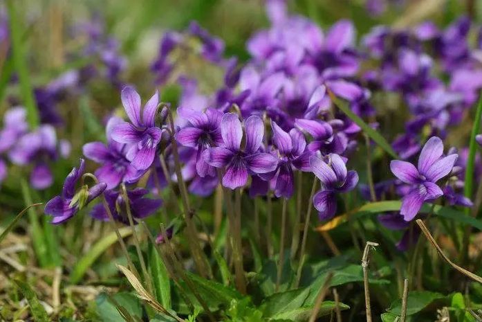 Care sunt funcțiile extractului de trifoi violet?